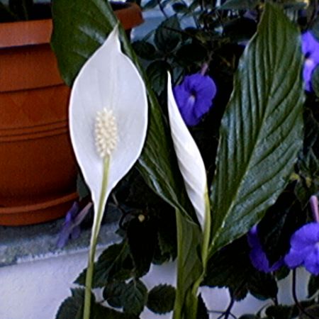 Spathiphyllum