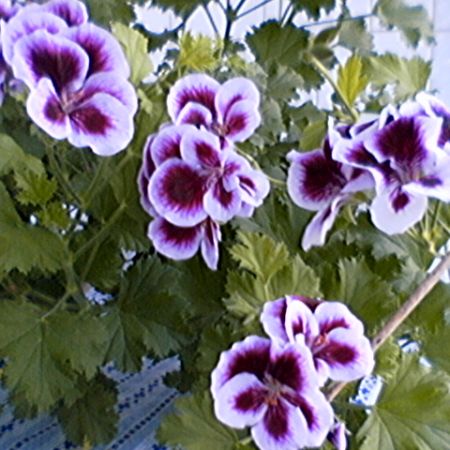 Muscata mea preferata