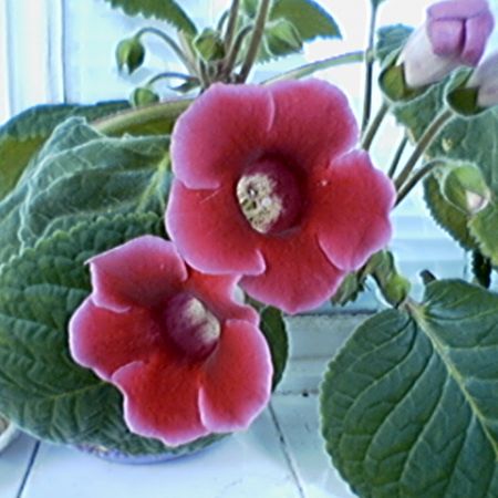 GLOXINIA