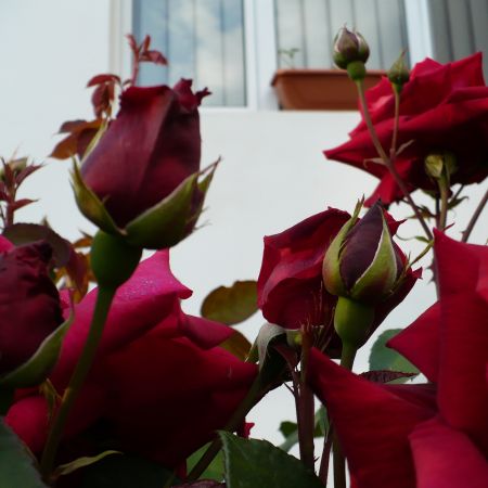 trandafiri