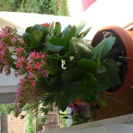 kalanchoe roza