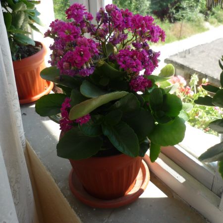 kalanchoe cu flori duble