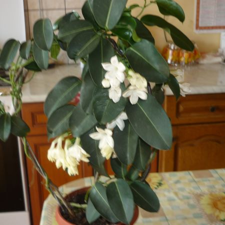 stephanotis