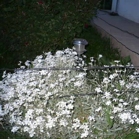 cerastium tomentosum