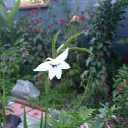 GLADIOLA STELATA