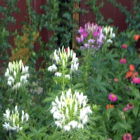 CLEOME