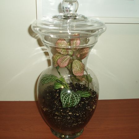 Terrarium **Cris