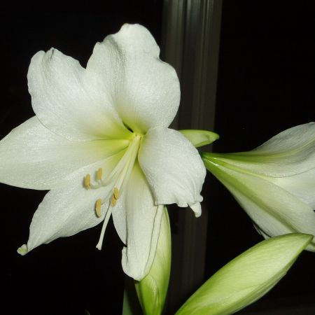 Amaryllis^White Christmas **Cris