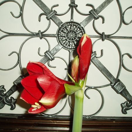 Amaryllis/Star of Holland **Cris