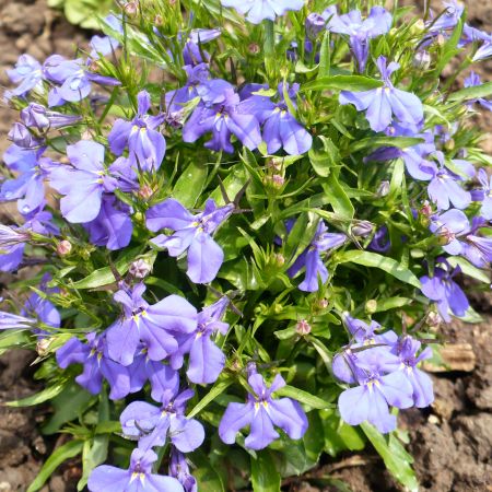 lobelia