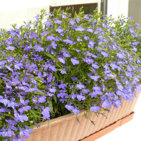 jardiniera cu lobelia