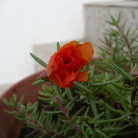 portulaca grandiflora