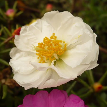 portulaca