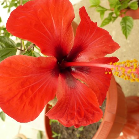 hibiscus