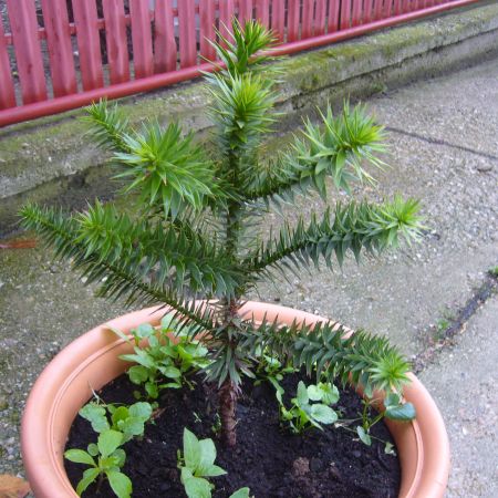 Araucaria Araucana