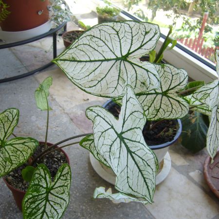 caladium