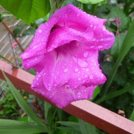 Gladiole