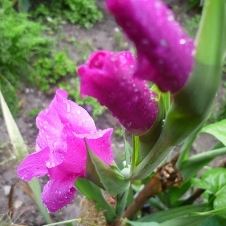 Gladiole