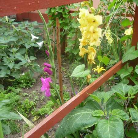 Gladiole