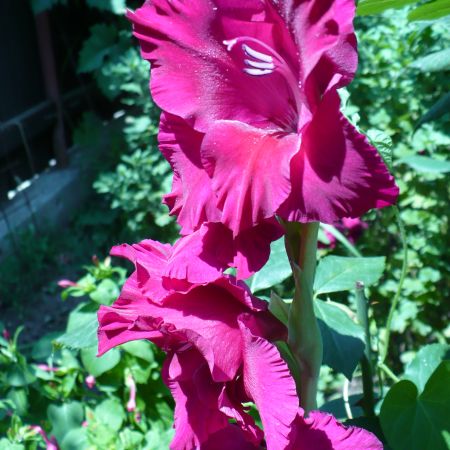 gladiola