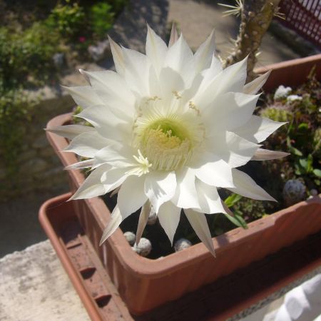 Floare de cactus