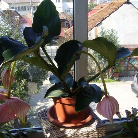 Medinilla