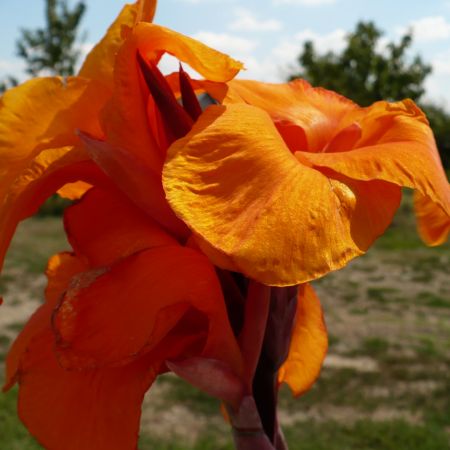 canna indica