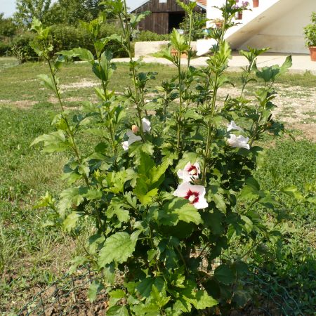 hibiscus alb