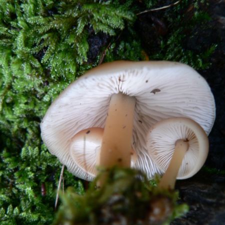 Collybia dryophila