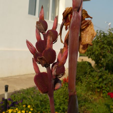 canna indica