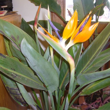 Strelitzia mea