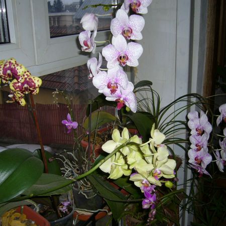 O parte din orhideele mele