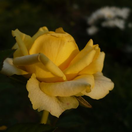 trandafir galben