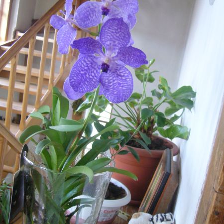 Orhidee Vanda