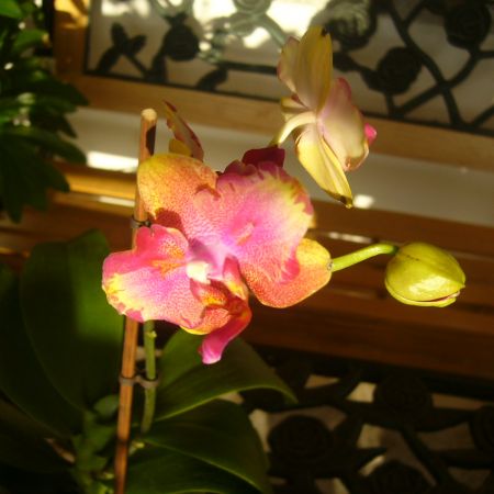 Orhidee Phalaenopsis