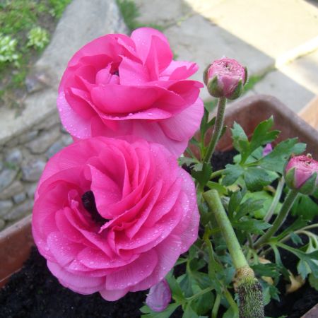 Ranunculus