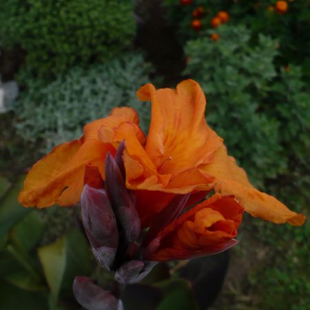 canna indica