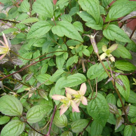 Clematis