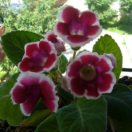 Gloxinia