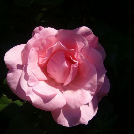 Primul trandafir din gradina mea