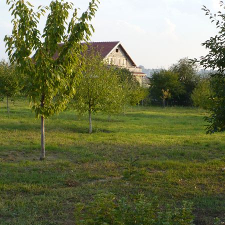 pomi, iarba verde...