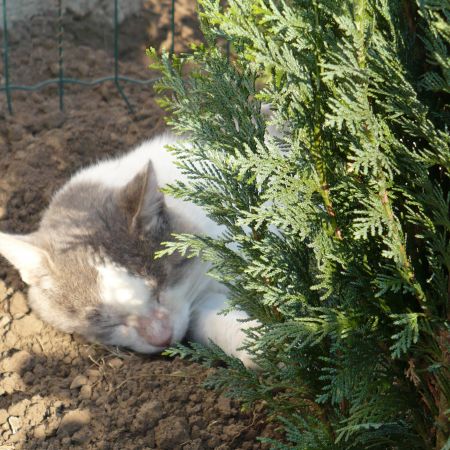 relaxare in gradina...