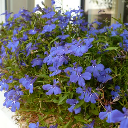 lobelia...