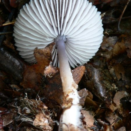 Mycena pura