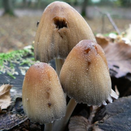 Coprinus micaceus