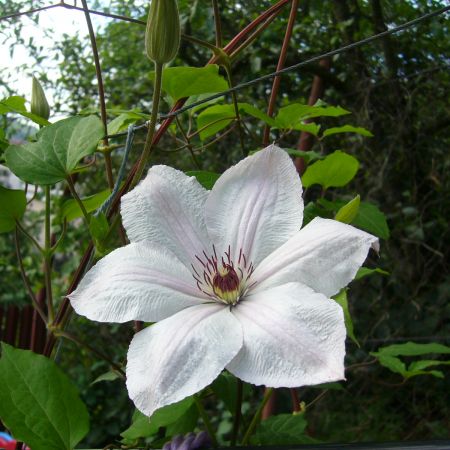 Clematis alb-roz