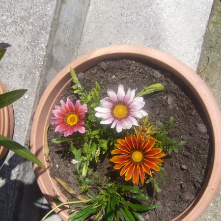 Gazania