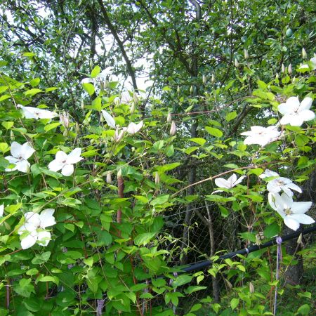 Clematita