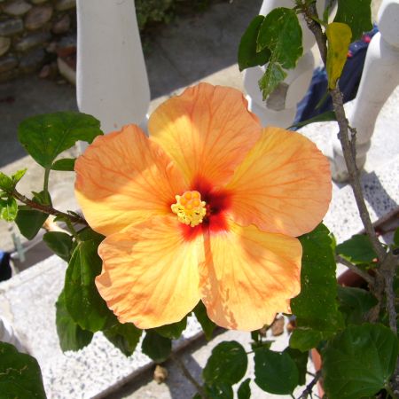 Hibiscus portocaliu