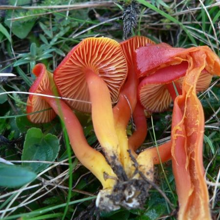 Hygrocybe coccinea